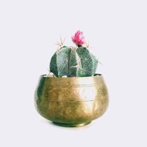 HOME2 cactus6 free img