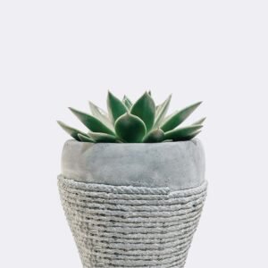 HOME2 plant5 free img