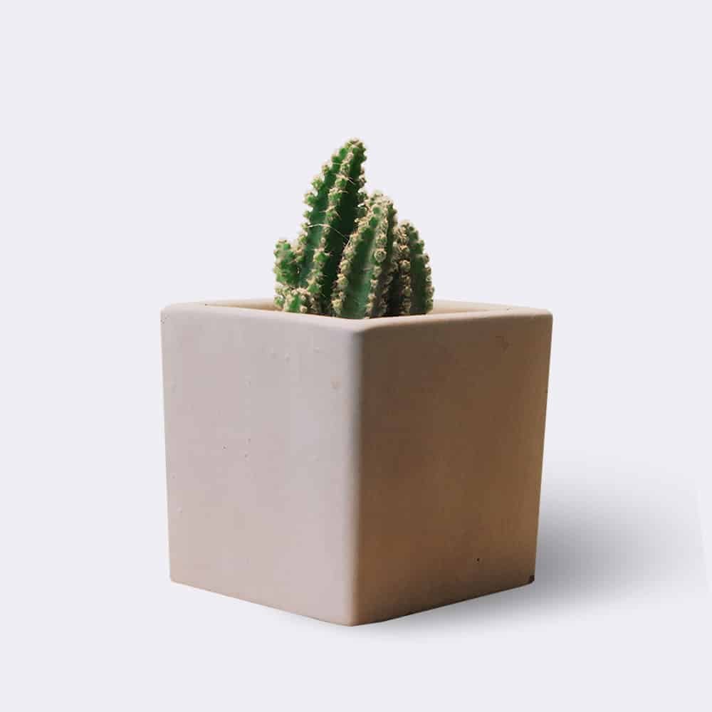 HOME2 Cactus2 Free Img