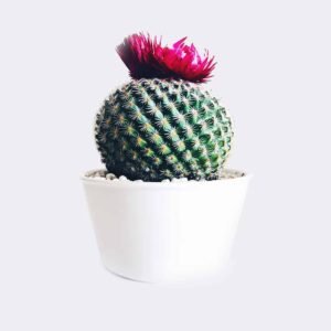 HOME2 cactus4 free img