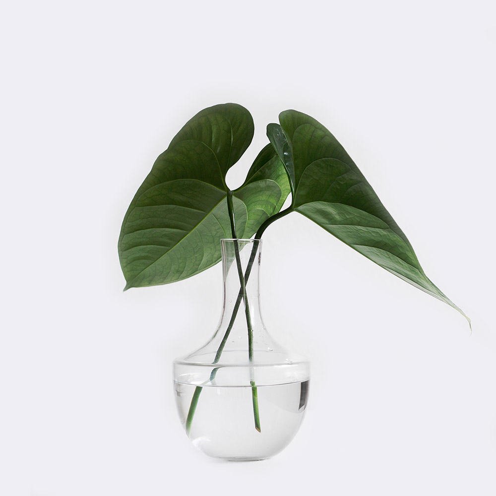 HOME2 plant1 free img