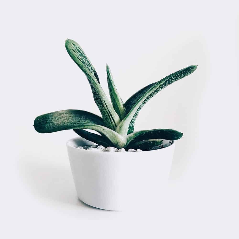 HOME2 plant3 free img