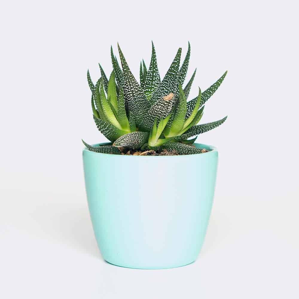HOME2 Plant6 Free Img